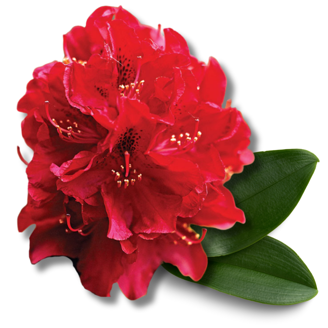 Himalayan Rhododendron - Buransh